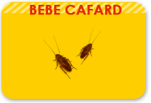 reproduction des cafards