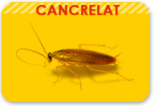 qu'est ce qu'un cancrelat